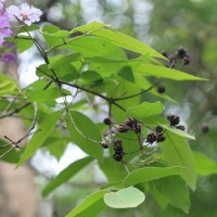 Lagerstroemia subcostata Koehne